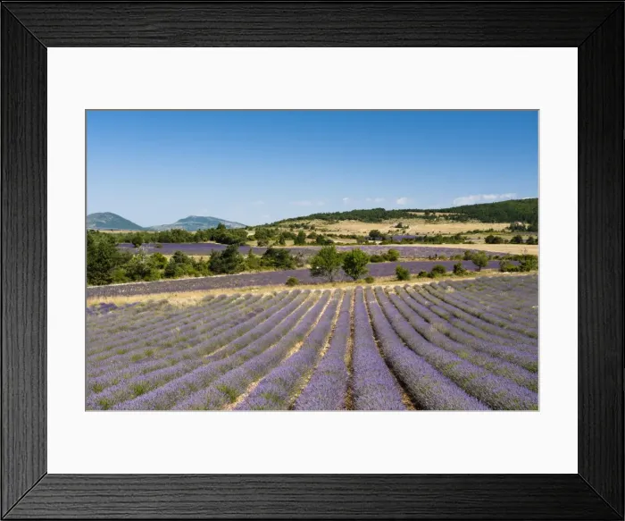 Framed Print : Lavender fields, Terrassieres, Provence, France, Europe Framed Print : Lavender fields, Terrassieres, Provence, France, Europe