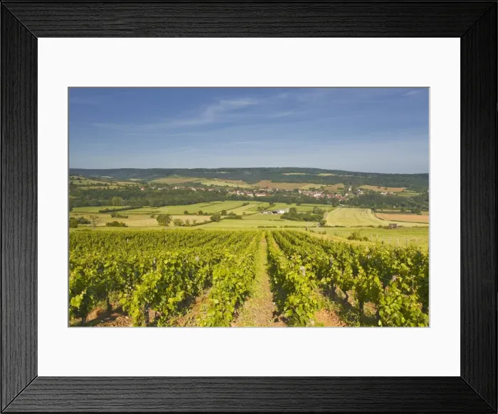 Framed Print : Vineyards above the village of Asquin in the Yonne area of Burgundy, France, Europe Framed Print : Vineyards above the village of Asquin in the Yonne area of Burgundy, France, Europe