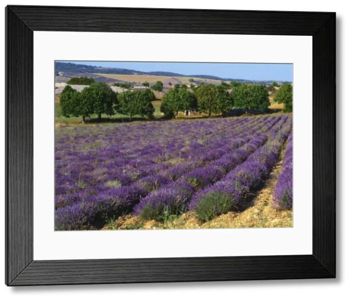 Framed Print : Lavender Field, Le Plateau de Sault, Provence, France Framed Print : Lavender Field, Le Plateau de Sault, Provence, France