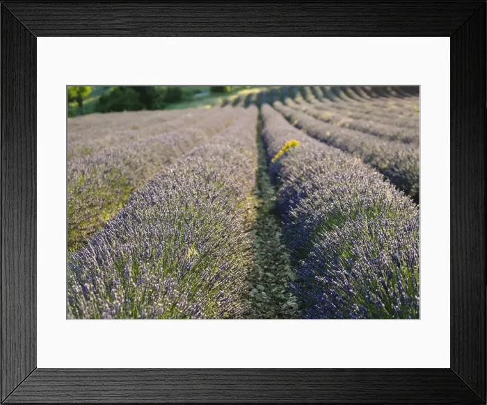 Framed Print : Lavender fields, Sault, Provence, France, Europe