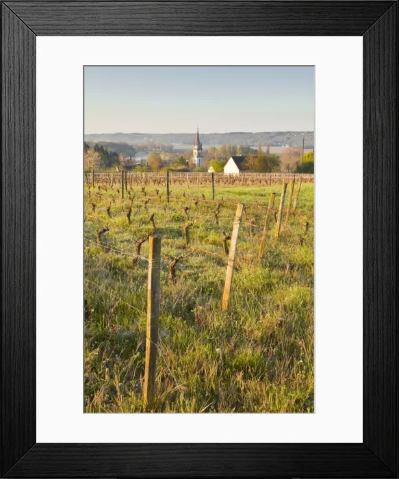 Framed Print : Vineyards above the village of Thesee, Loir-et-Cher, France, Europe Framed Print : Vineyards above the village of Thesee, Loir-et-Cher, France, Europe