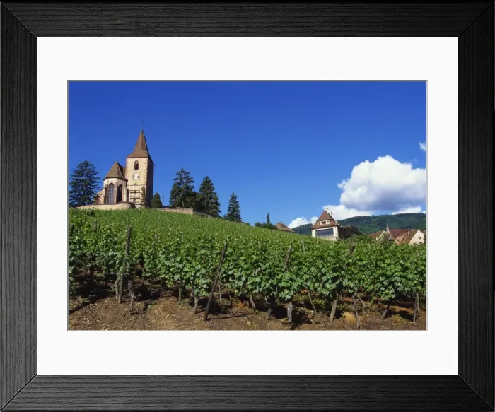 Framed Print : Vineyard, Hunawihr, Upper Alsace, France Framed Print : Vineyard, Hunawihr, Upper Alsace, France