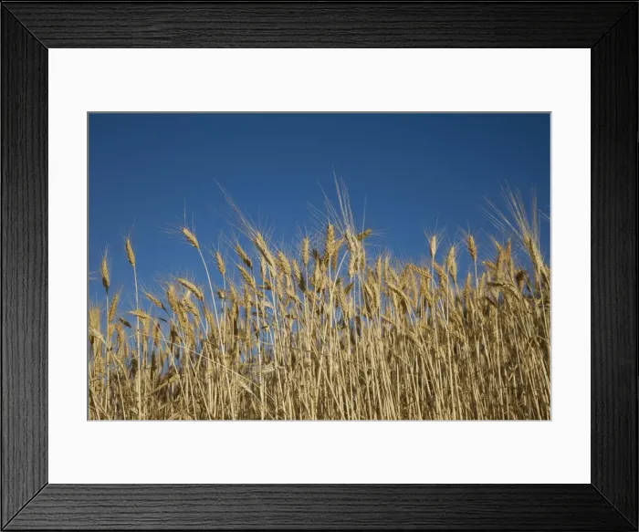 Framed Print : Wheat, Provence, France, Europe Framed Print : Wheat, Provence, France, Europe