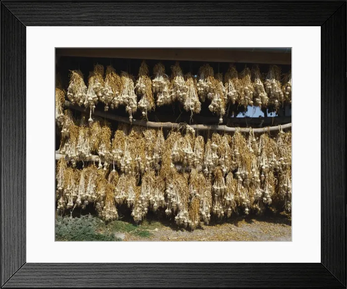 Framed Print : Bunches of Garlic Hanging in a Barn, Britanny, France
