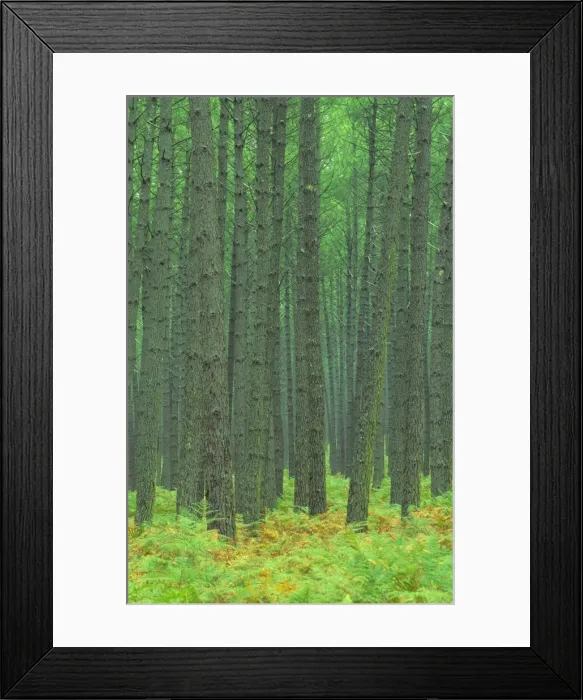 Framed Print : Pine Forest, Landes, Aquitaine, France Framed Print : Pine Forest, Landes, Aquitaine, France