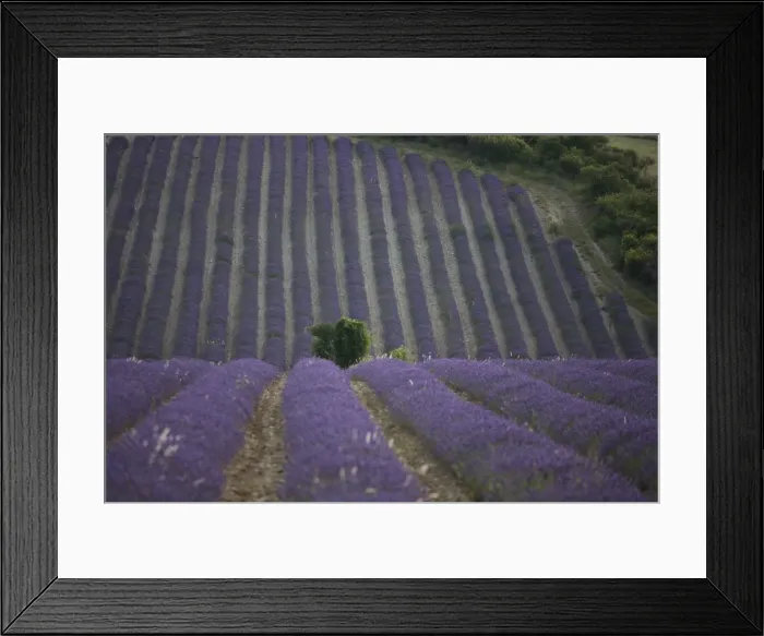 Framed Print : Lavender fields, Sault en Provence, Vaucluse, Provence, France, Europe Framed Print : Lavender fields, Sault en Provence, Vaucluse, Provence, France, Europe