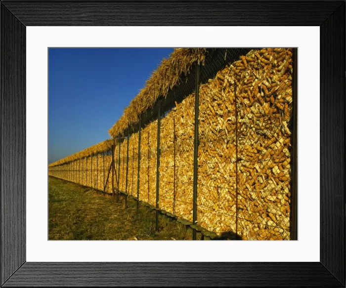 Framed Print : Corn in a Storage, Loire Valley, France Framed Print : Corn in a Storage, Loire Valley, France