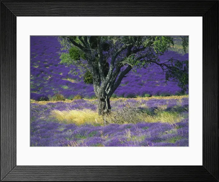 Framed Print : Lavender Field, Vaucluse, Sault, Provence-Alpes-Cote d Azur, France Framed Print : Lavender Field, Vaucluse, Sault, Provence-Alpes-Cote d Azur, France