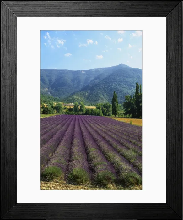 Framed Print : Crop of Lavender, Le Plateau de Sault, Provence, France Framed Print : Crop of Lavender, Le Plateau de Sault, Provence, France