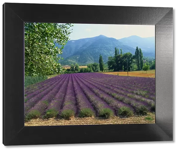Lavender Field, Plateau de Sault, Provence, France