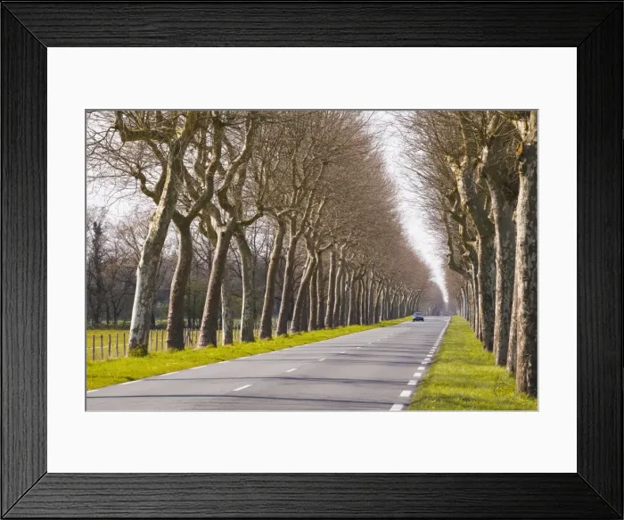 Framed Print : A tree lined road in the Sarthe area, Pays de la Loire, France, Europe Framed Print : A tree lined road in the Sarthe area, Pays de la Loire, France, Europe