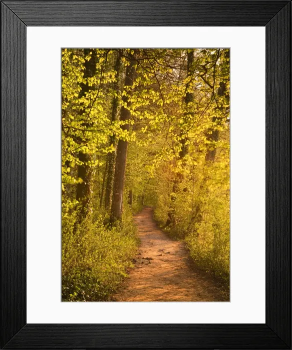 Framed Print : A woodland path near the Chateau Chenonceau lit up by the setting sun, Indre-et-Loire, Centre, France, Europe Framed Print : A woodland path near the Chateau Chenonceau lit up by the setting sun, Indre-et-Loire, Centre, France, Europe