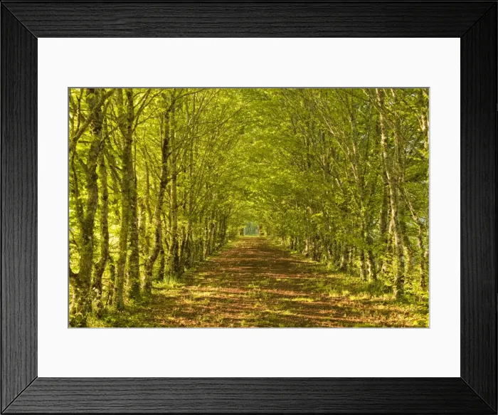 Framed Print : An avenue of trees in the Dordogne area of France, Europe Framed Print : An avenue of trees in the Dordogne area of France, Europe