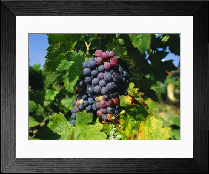 Framed Print : Grapevine, vineyard, France Framed Print : Grapevine, vineyard, France