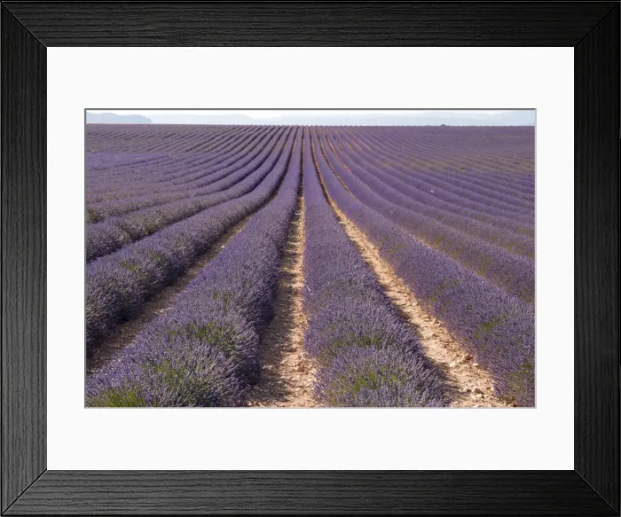 Framed Print : Lavender fields, Valensole, Provence, France, Europe