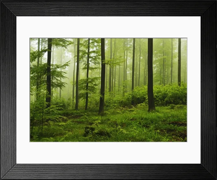 Framed Print : Beech forest, Erzgebirge, Saxony, Germany, Europe Framed Print : Beech forest, Erzgebirge, Saxony, Germany, Europe