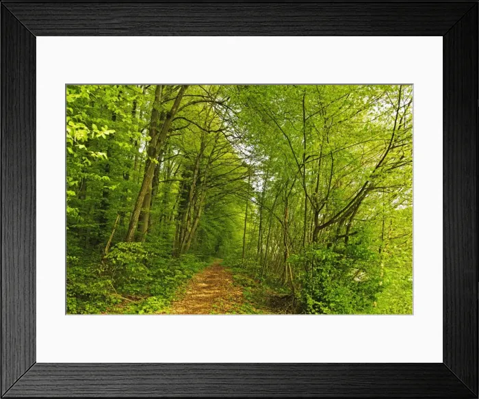 Framed Print : Beech Forest, Altmuehl Valley, Bavaria, Germany, Europe Framed Print : Beech Forest, Altmuehl Valley, Bavaria, Germany, Europe