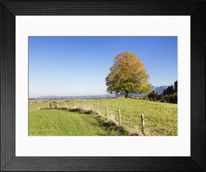Framed Print : Single tree in Prealps landscape in autumn, Fussen, Ostallgau, Allgau, Allgau Alps, Bavaria, Germany, Europe Framed Print : Single tree in Prealps landscape in autumn, Fussen, Ostallgau, Allgau, Allgau Alps, Bavaria, Germany, Europe