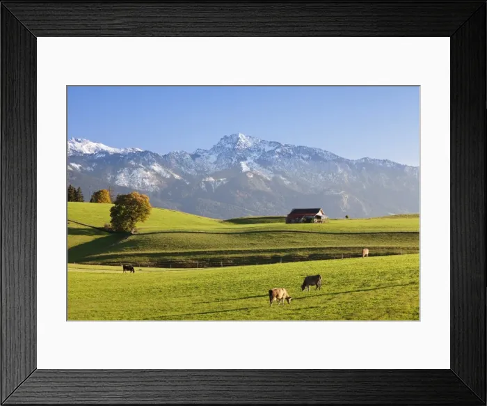 Framed Print : Prealps landscape with a cottage and cows, Fussen, Ostallgau, Allgau, Allgau Alps, Bavaria, Germany, Europe Framed Print : Prealps landscape with a cottage and cows, Fussen, Ostallgau, Allgau, Allgau Alps, Bavaria, Germany, Europe