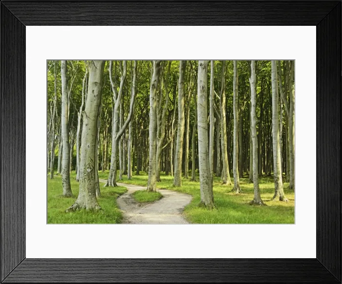 Framed Print : Gespensterwald (ghost forest) near Nienhagen, Baltic Sea, Mecklenburg-Vorpommern, Germany, Europe Framed Print : Gespensterwald (ghost forest) near Nienhagen, Baltic Sea, Mecklenburg-Vorpommern, Germany, Europe