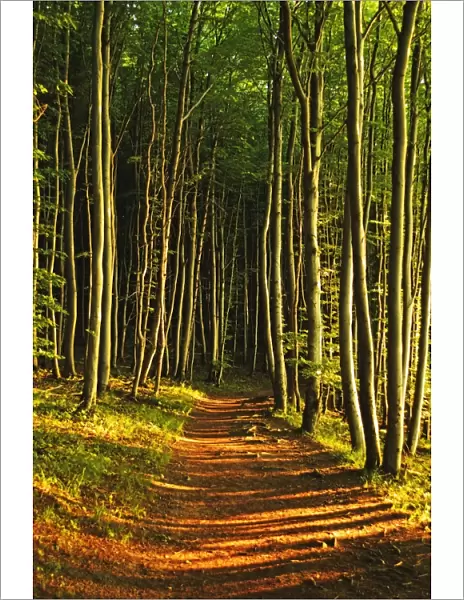 Beech forest, Jasmund National Park, Ruegen Island, Mecklenburg-Vorpommern, Germany, Europe
