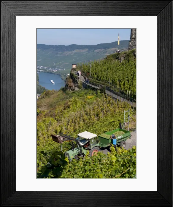Framed Print : Grape harvesting overlooking Mosel valley at Bernkastel-Kues, Rhineland-Palatinate, Germany, Europe Framed Print : Grape harvesting overlooking Mosel valley at Bernkastel-Kues, Rhineland-Palatinate, Germany, Europe