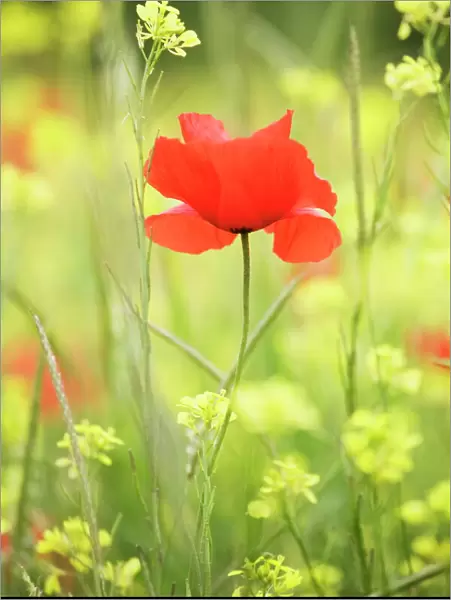 Single poppy in a field of wildflowers, Val d Orcia, Province Siena, Tuscany, Italy, Europe