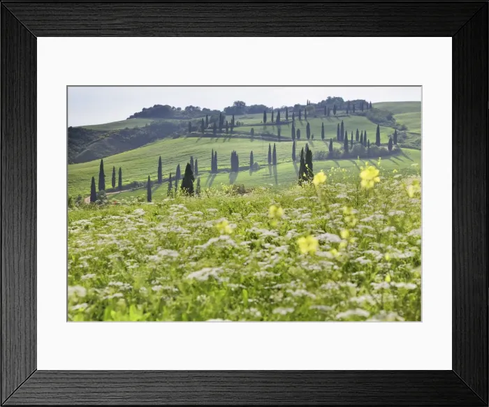 Framed Print : Cypress alley and meadow with flowers, Val D Orcia, UNESCO World Heritage Site, Tuscany, Italy, Europe Framed Print : Cypress alley and meadow with flowers, Val D Orcia, UNESCO World Heritage Site, Tuscany, Italy, Europe