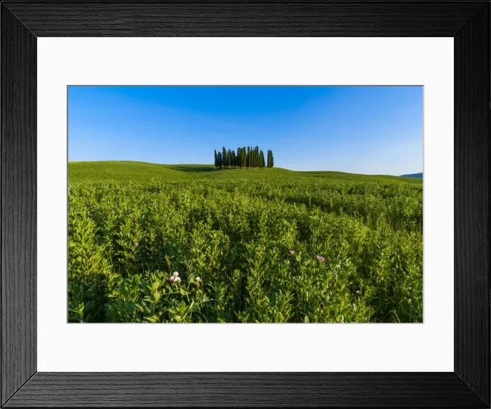 Framed Print : Cypress trees in Tuscan field, Val d Orcia, UNESCO World Heritage Site, Siena province, Tuscany, Italy, Europe Framed Print : Cypress trees in Tuscan field, Val d Orcia, UNESCO World Heritage Site, Siena province, Tuscany, Italy, Europe