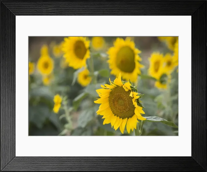 Framed Print : Sunflowers in field, Tuscany, Italy Framed Print : Sunflowers in field, Tuscany, Italy