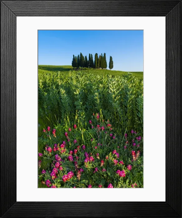 Framed Print : Cypress trees in Tuscan field, Val d Orcia, UNESCO World Heritage Site, Siena province, Tuscany, Italy, Europe Framed Print : Cypress trees in Tuscan field, Val d Orcia, UNESCO World Heritage Site, Siena province, Tuscany, Italy, Europe