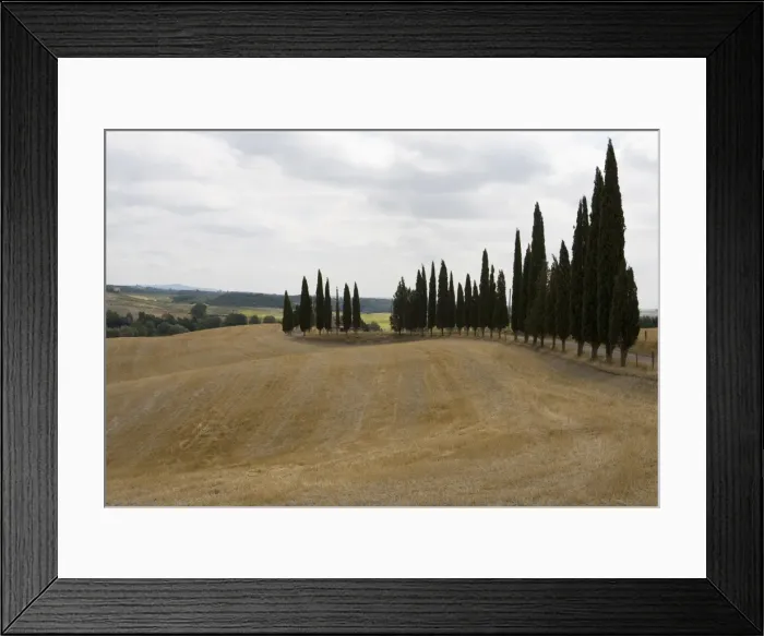 Framed Print : Harvested barley field with Cypress trees, Tuscany, Italy Framed Print : Harvested barley field with Cypress trees, Tuscany, Italy