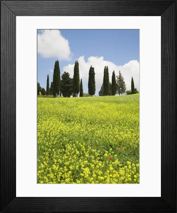 Framed Print : Meadow with wildflowers and cypresses, Orcia Valley (Val d Orcia) near Pienza, Siena Region, Tuscany, Italy, Europe Framed Print : Meadow with wildflowers and cypresses, Orcia Valley (Val d Orcia) near Pienza, Siena Region, Tuscany, Italy, Europe