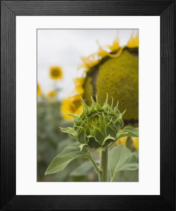 Framed Print : Sunflower about to flower, Tuscany, Italy Framed Print : Sunflower about to flower, Tuscany, Italy