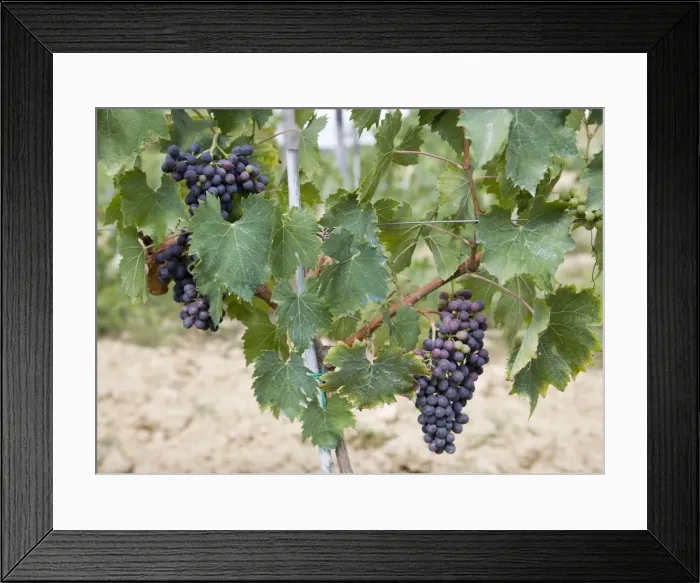 Framed Print : A vineyard of ripening Chianti Classico grapes in a Fattoria in Tuscany, Italy Framed Print : A vineyard of ripening Chianti Classico grapes in a Fattoria in Tuscany, Italy