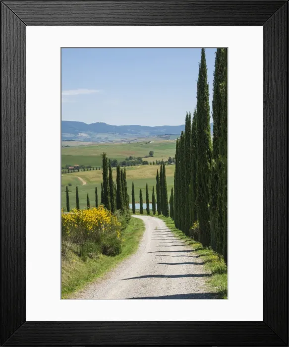 Framed Print : Tree lined driveway, Val d Orcia, Tuscany, Italy, Europe