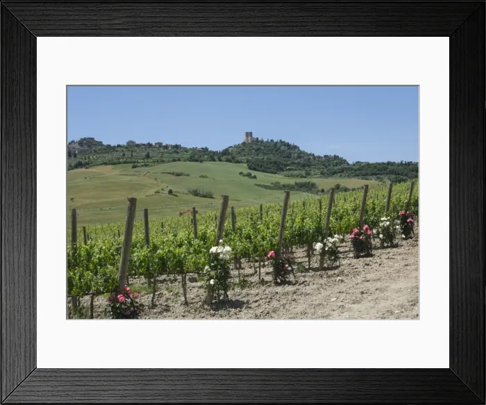 Framed Print : Vineyard with roses, traditionally planted to give early warning of vine disease, Val d Orcia, Tuscany, Italy, Europe Framed Print : Vineyard with roses, traditionally planted to give early warning of vine disease, Val d Orcia, Tuscany, Italy, Europe