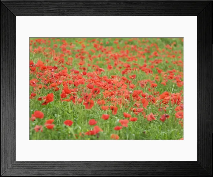 Framed Print : Field of poppies Val d Orcia, Province Siena, Tuscany, Italy, Europe