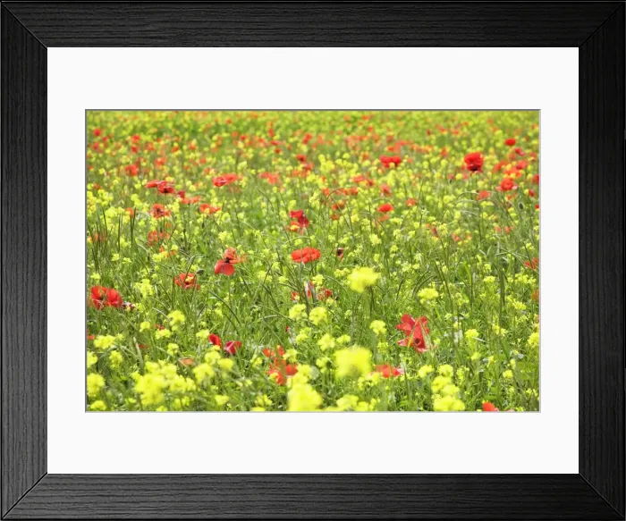 Framed Print : Field of wildflowers and poppies, Val d Orcia, Province Siena, Tuscany, Italy, Europe Framed Print : Field of wildflowers and poppies, Val d Orcia, Province Siena, Tuscany, Italy, Europe