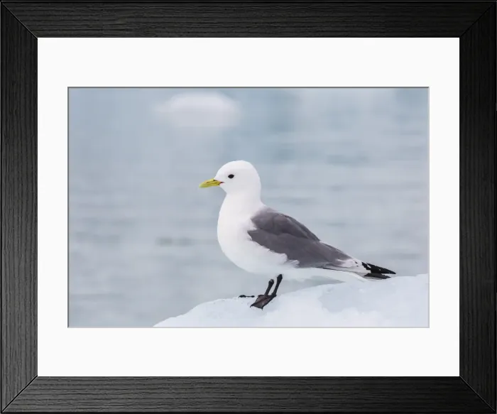 Framed Print : Adult black-legged kittiwake (Rissa tridactyla) on ice at Monacobreen, Spitsbergen, Svalbard, Norway, Scandinavia, Europe Framed Print : Adult black-legged kittiwake (Rissa tridactyla) on ice at Monacobreen, Spitsbergen, Svalbard, Norway, Scandinavia, Europe