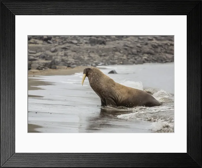 Framed Print : Male Atlantic walrus (Odobenus rosmarus rosmarus) hauled out to molt at Kapp Lee, Edgeoya, Svalbard, Norway, Scandinavia, Europe
