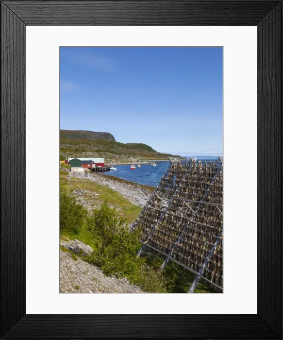Framed Print : Cod drying on traditional drying racks, Nordkapp, Finnmark, Norway, Scandinavia, Europe Framed Print : Cod drying on traditional drying racks, Nordkapp, Finnmark, Norway, Scandinavia, Europe