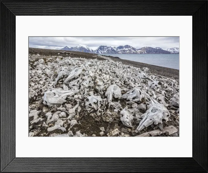 Framed Print : Littered beluga bones left by whalers (Delphinapterus leucas) at Ahlstrandhalvoya, Bellsund, Svalbard, Norway, Scandinavia, Europe Framed Print : Littered beluga bones left by whalers (Delphinapterus leucas) at Ahlstrandhalvoya, Bellsund, Svalbard, Norway, Scandinavia, Europe