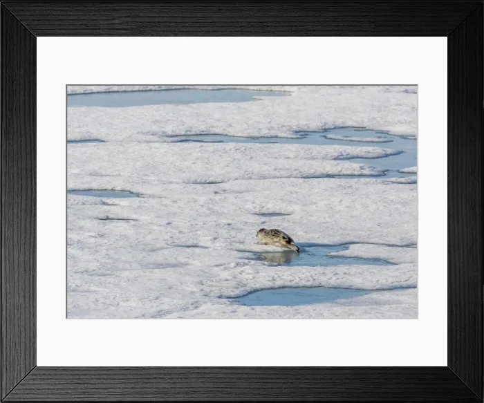 Framed Print : A ringed seal (Pusa hispida) near its breathing hole in Storfjorden, Svalbard, Norway, Scandinavia, Europe Framed Print : A ringed seal (Pusa hispida) near its breathing hole in Storfjorden, Svalbard, Norway, Scandinavia, Europe