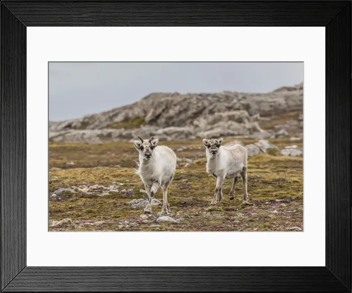 Framed Print : Young Svalbard reindeer (Rangifer tarandus platyrhynchus) at Gosbergkilen, Spitsbergen, Svalbard, Norway, Scandinavia, Europe Framed Print : Young Svalbard reindeer (Rangifer tarandus platyrhynchus) at Gosbergkilen, Spitsbergen, Svalbard, Norway, Scandinavia, Europe
