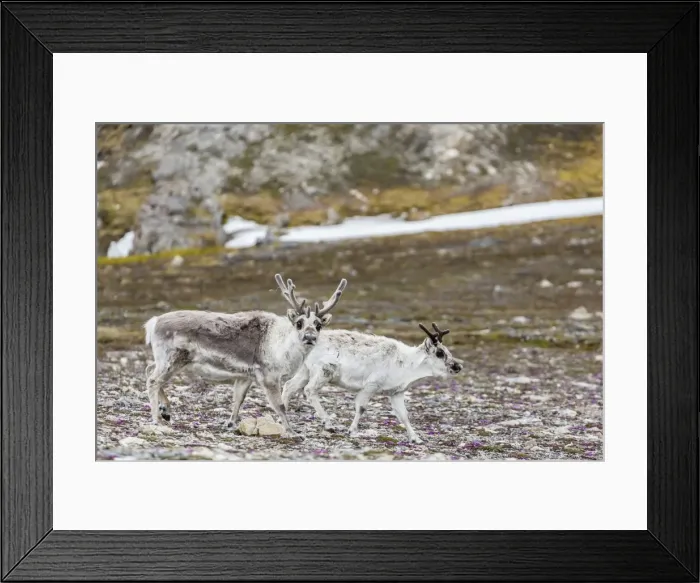 Framed Print : Male and female Svalbard reindeer (Rangifer tarandus platyrhynchus) at Gosbergkilen, Spitsbergen, Svalbard, Norway, Scandinavia, Europe Framed Print : Male and female Svalbard reindeer (Rangifer tarandus platyrhynchus) at Gosbergkilen, Spitsbergen, Svalbard, Norway, Scandinavia, Europe
