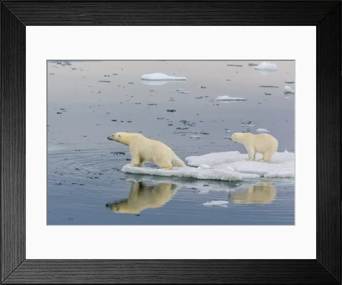 Framed Print : Mother polar bear with second year cub (Ursus maritimus) on ice in Olgastretet off Barentsoya, Svalbard, Norway, Scandinavia, Europe Framed Print : Mother polar bear with second year cub (Ursus maritimus) on ice in Olgastretet off Barentsoya, Svalbard, Norway, Scandinavia, Europe