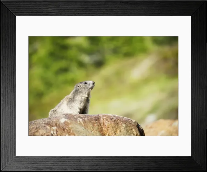 Framed Print : Marmot (Marmota marmota), Zermatt, Valais, Swiss Alps, Switzerland, Europe Framed Print : Marmot (Marmota marmota), Zermatt, Valais, Swiss Alps, Switzerland, Europe