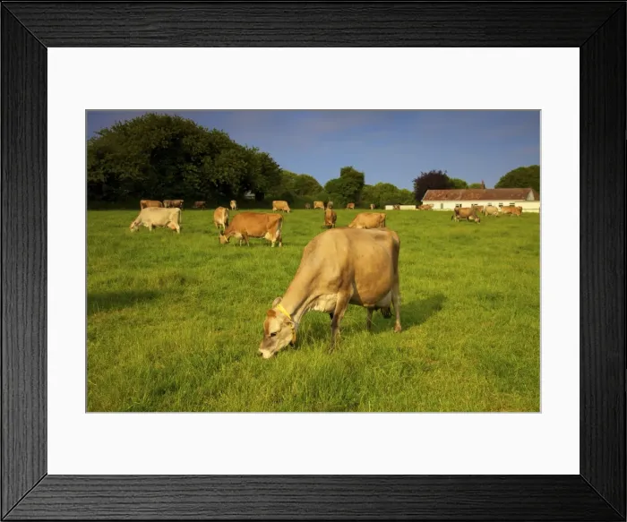 Framed Print : Jersey Cattle, Jersey, Channel Islands, Europe Framed Print : Jersey Cattle, Jersey, Channel Islands, Europe