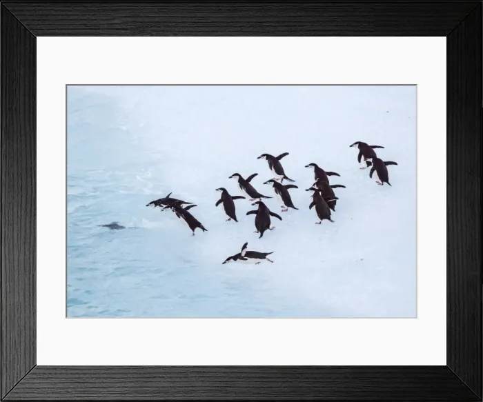 Framed Print : Adult chinstrap penguin (Pygoscelis antarctica), Half Moon Island, South Shetland Islands, Antarctica, Southern Ocean, Polar Regions Framed Print : Adult chinstrap penguin (Pygoscelis antarctica), Half Moon Island, South Shetland Islands, Antarctica, Southern Ocean, Polar Regions